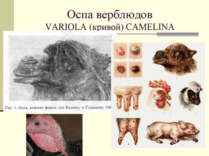 Оспа верблюдов  VARIOLA (кривой) CAMELINA